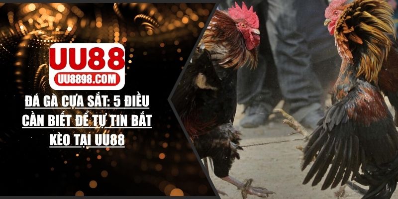 Đá Gà Cựa Sắt - 5 Điều Cần Biết Để Tự Tin Bắt Kèo Tại UU88