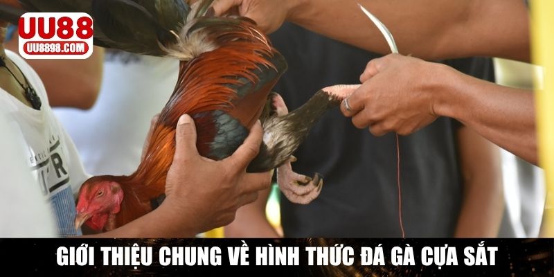 Giới thiệu chung về đá gà cựa sắt