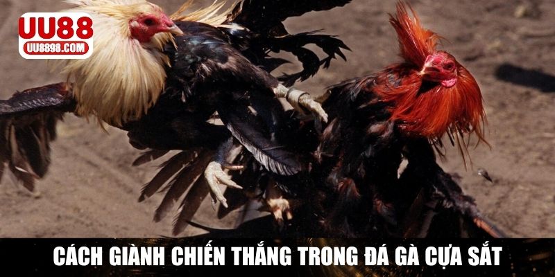 Phân định thắng thua trong chọi gà cựa sắt