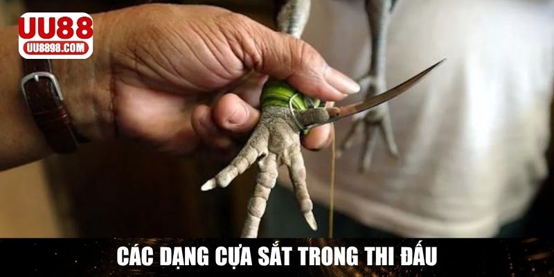 Phân loại các dạng cựa sắt trong thi đấu